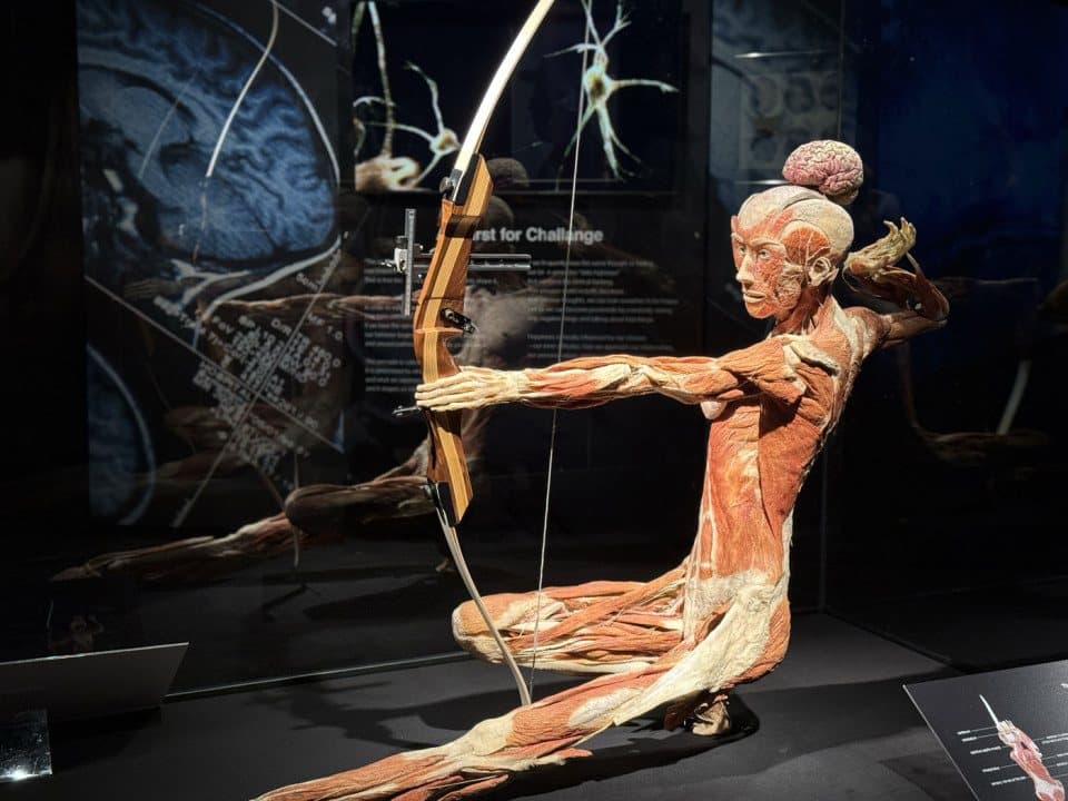 Izstāde "BODIES Evolution"