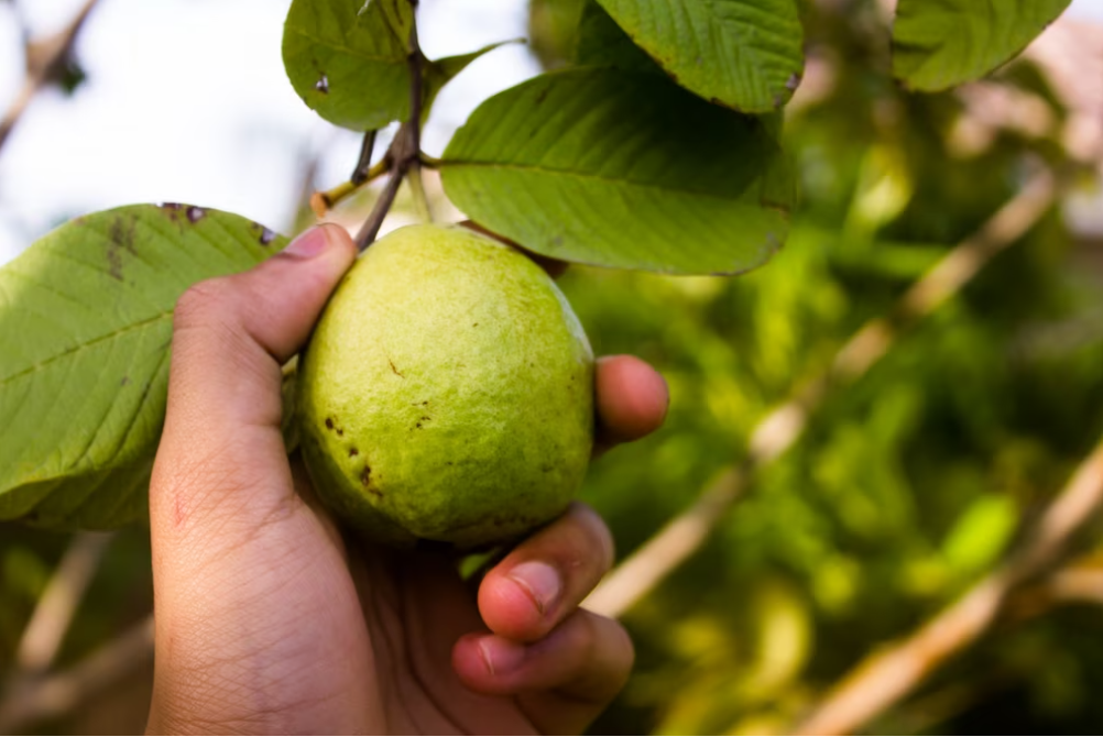 Unlocking the Nutritional Secrets of Guava for Men’s Well-Being